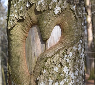 Abschottung  baum