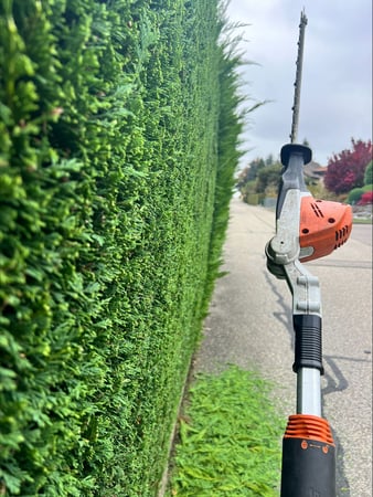 Thury Paysagiste & Services – Taille d’entretien de haie à Froideville dans le canton de Vaud.