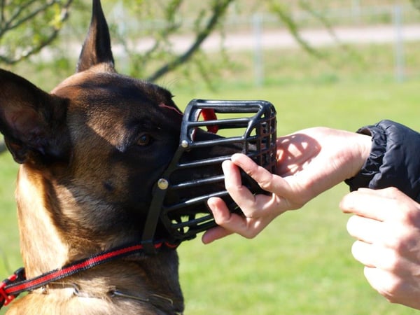 Associazione Cinofila Security Dog School - Corso 30 razze