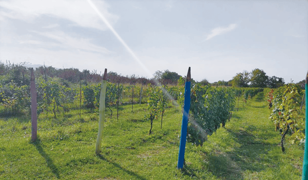 土壺クヴェヴリが育む芳醇なジョージアワインの魅力