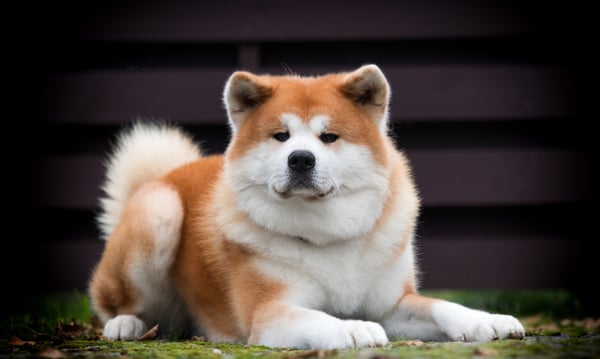 大きな身体と優しい表情が魅力の秋田犬（イメージ）