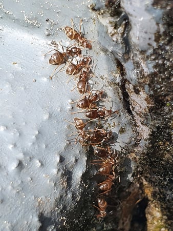 Bekämpfung folgender Ameisenarten: Holzameise Argentinische Ameise Pharaoameise Schwarzkopfameise schwarze Wegameise Bekämpfung mit der Gel – Methode, keine giftigen Insektizide, keine Sperrfristen.