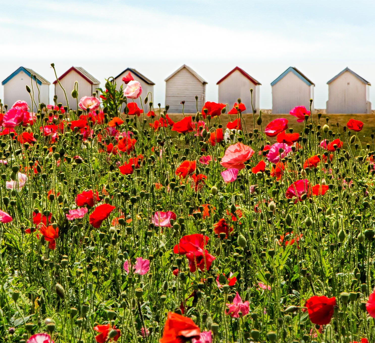 Red and pink poppies with beach huts in the background at Goring, West Sussex