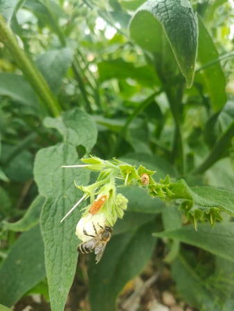 https://gartenimeinklang.ch/