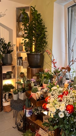 Interno negozio. Piante, fiori, marimo, decorazioni, accessori,vasi,consegne a domicilio