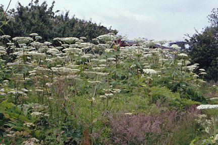 Search the RHS website for gardening knowledge / RHS Gardening