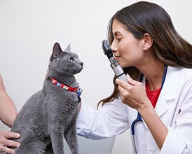 Affordable Care at Vetco Total Care Animal Hospital