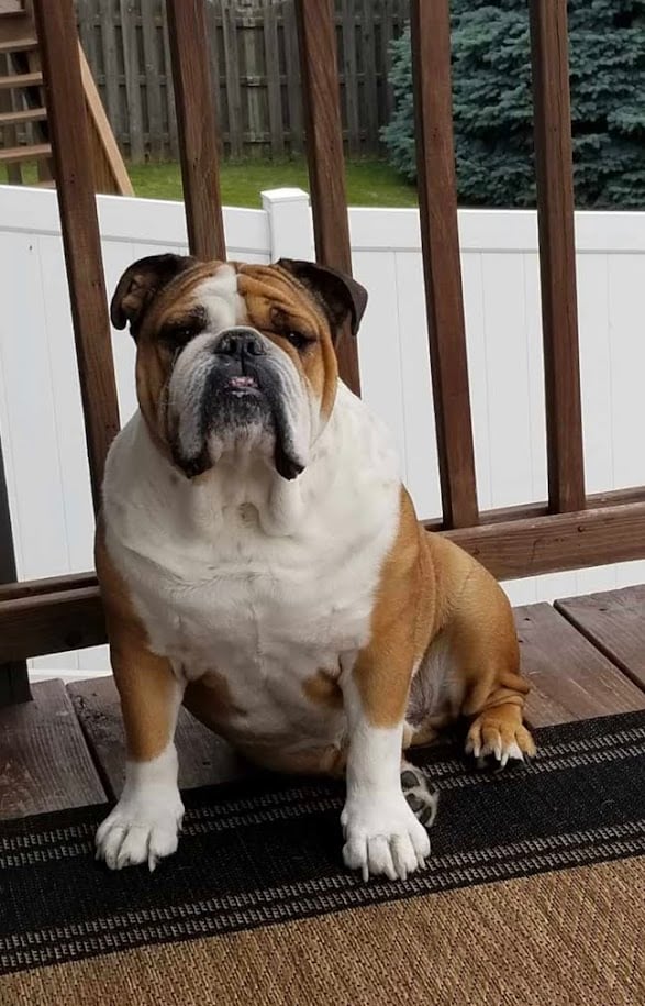 My English bulldog, Riggins.