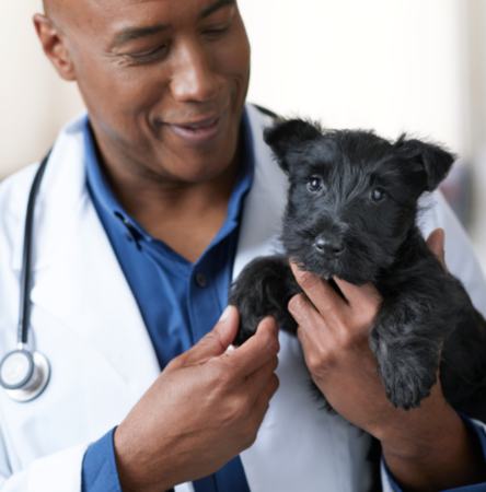 Mental stimulation for Dogs, Animal Hospital in Durham, NC