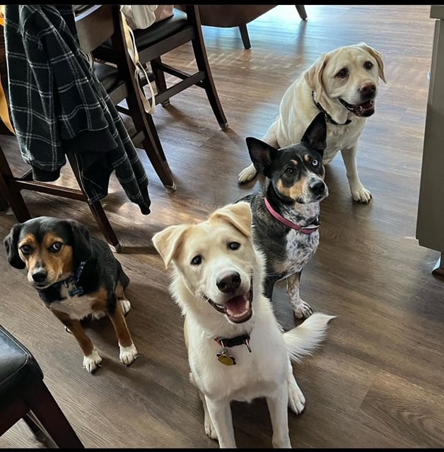 The Nichols Pups.  Hops, Apollo, Luna &amp; Barley