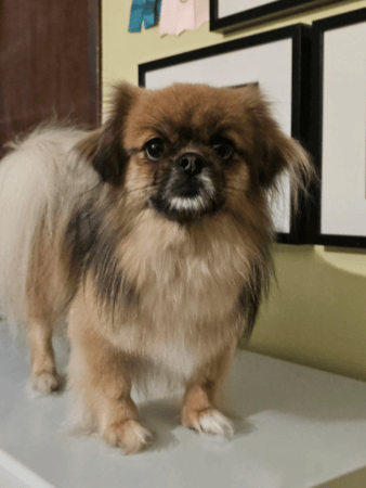 Photo of Jelly Bean