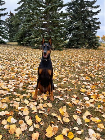 Photo of agent