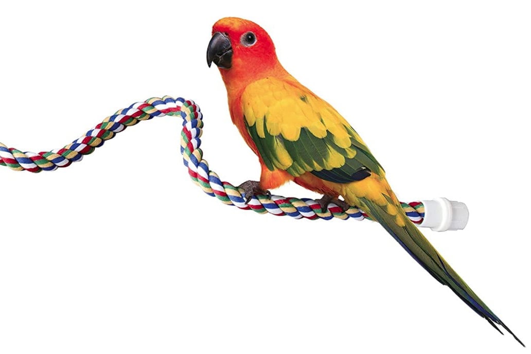 bird food and supplies in Westminster