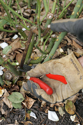 Rose dieback / RHS Gardening