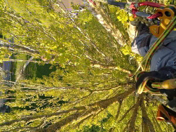 Kronenpflege und Totholzentnahme an einer Säulenpappel