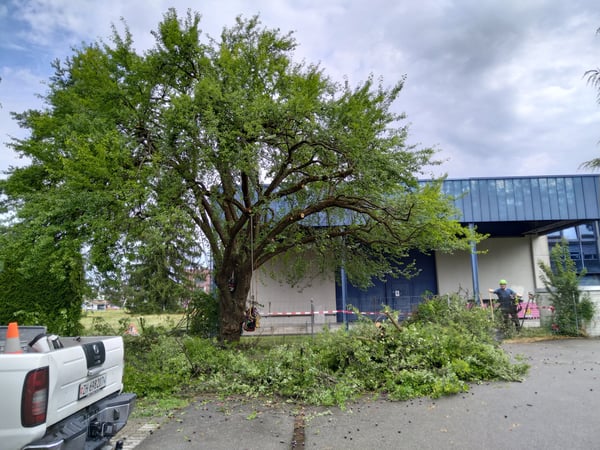 Ein altehrwürdiger Mirabellenbaum nach einer Kronenpflege. Das Ziel ist der langfristige Erhalt eines Zeit Zeugens