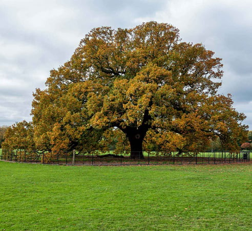 Charter Oak Tree, Danson Park, Bexleyheath