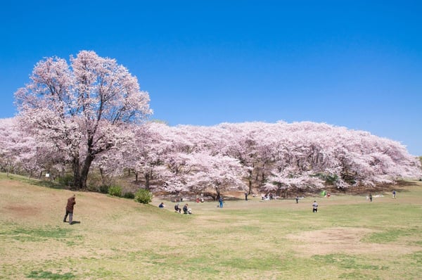 根岸森林公園