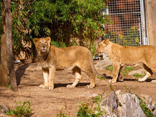 フランクフルト動物園