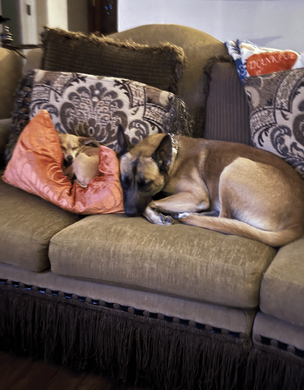 Hercules chihuahua and Lobo the Belgium Malinois