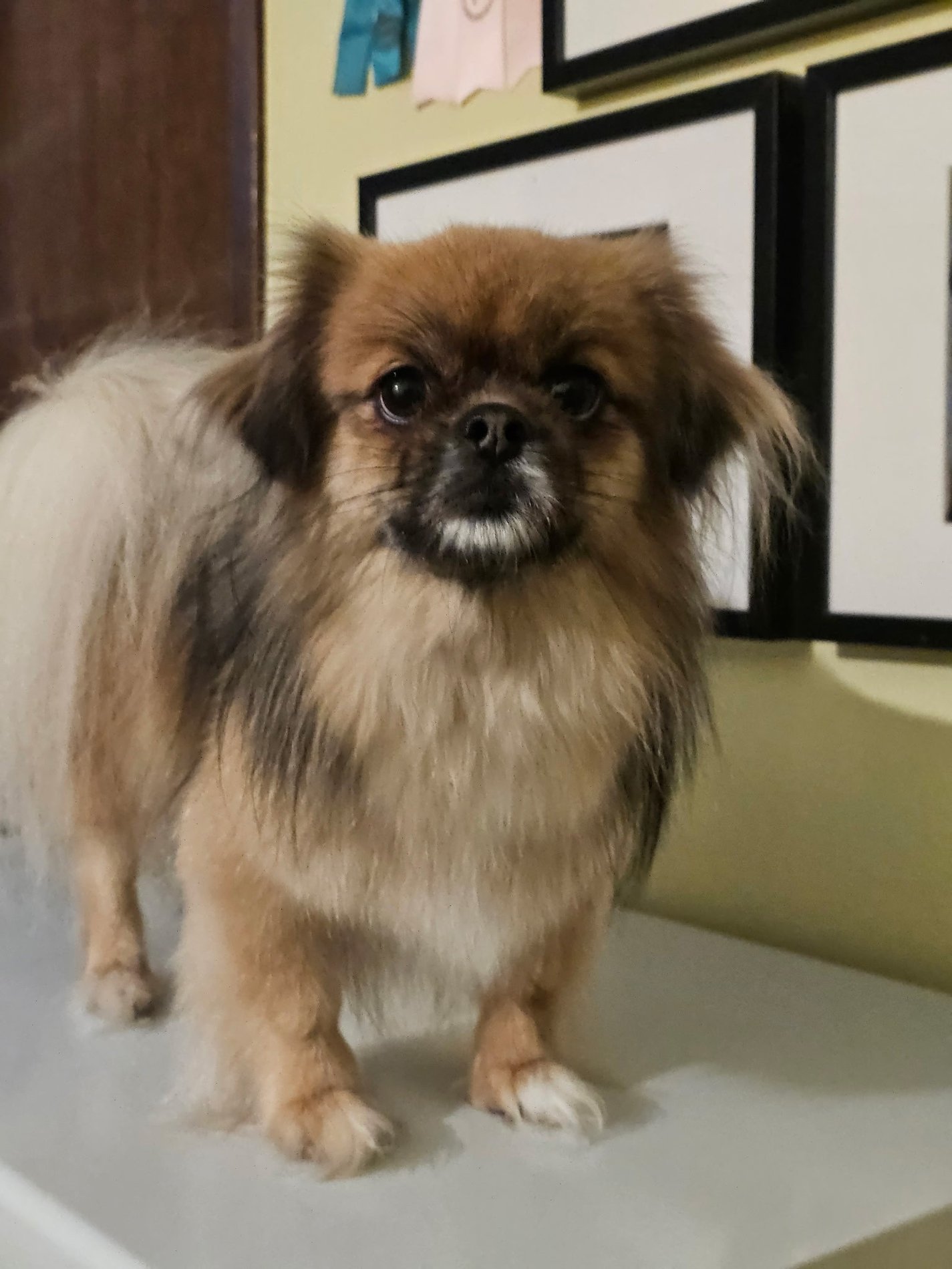 Jelly Bean, Our office Manager and Life Coach