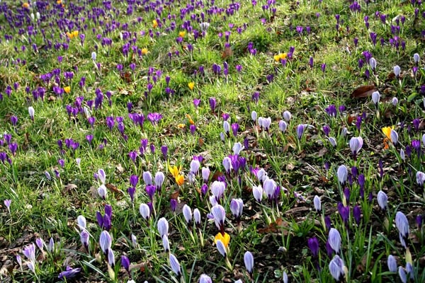 Spring-flowering crocus / RHS Gardening