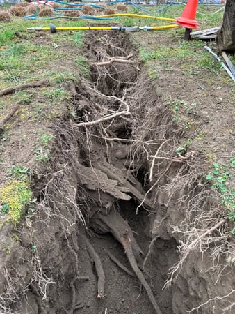 ELLEXA Sàrl, Soins aux arbres à Attalens