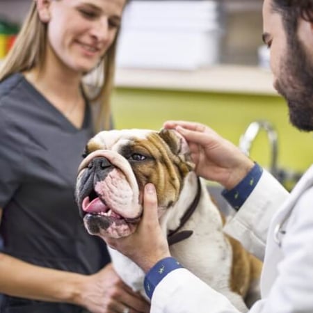 Vaccination Clinic Coppell | Petco
