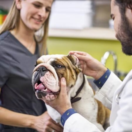 Vaccination Clinic Moscow | Petco