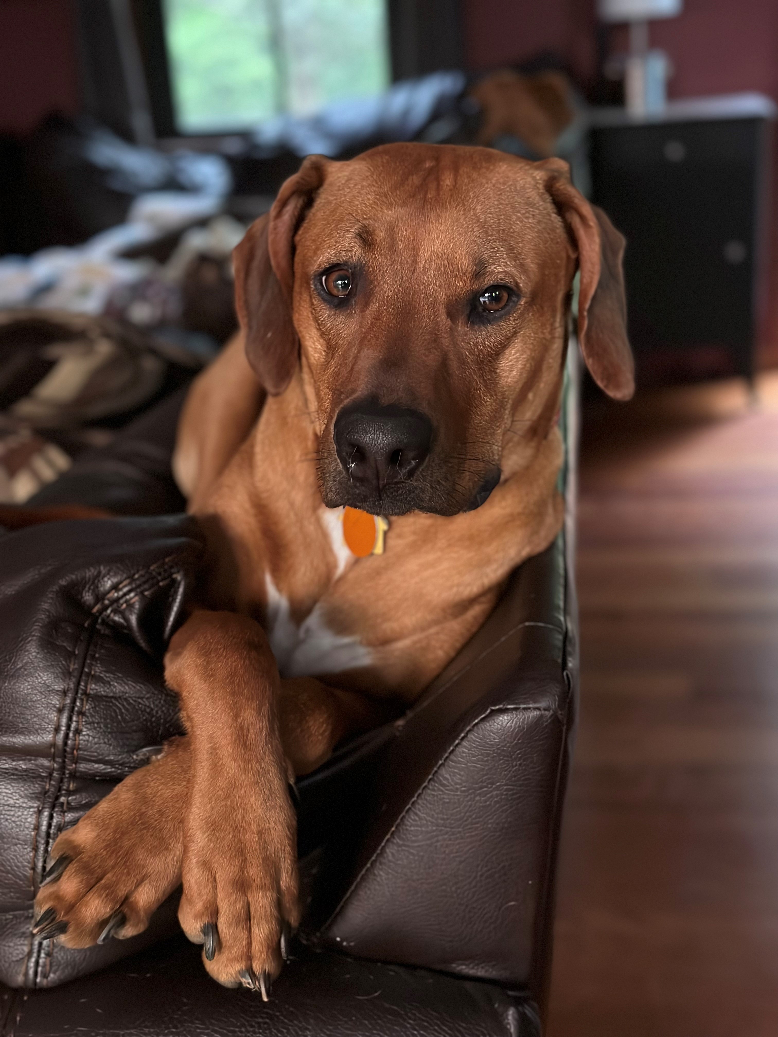 Atlas is often at the office and ready to say, "Hi!"