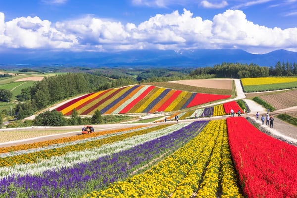 まるでヨーロッパの大平原 日本離れしたスケールの風景と出合う 北海道 美瑛の丘 Jtbスタッフのおすすめ旅記事 ブログ