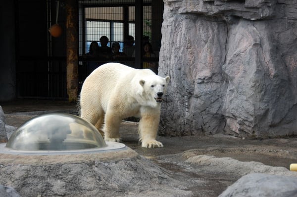 シールズアイでホッキョクグマとご対面