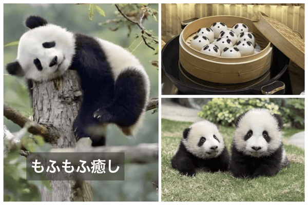 推し活 ～パンダロスのあなたへ贈る、至福の「パン活」トリップ～