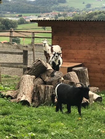 Douceur d'Ebène - Granges (Veveyse) - Domaine