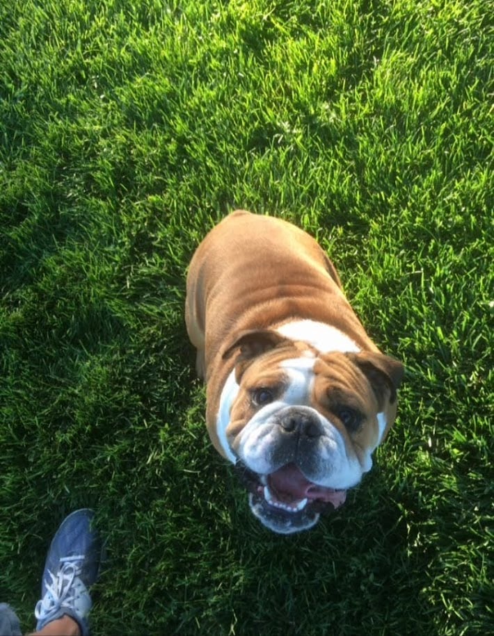 My English bulldog, Riggins.