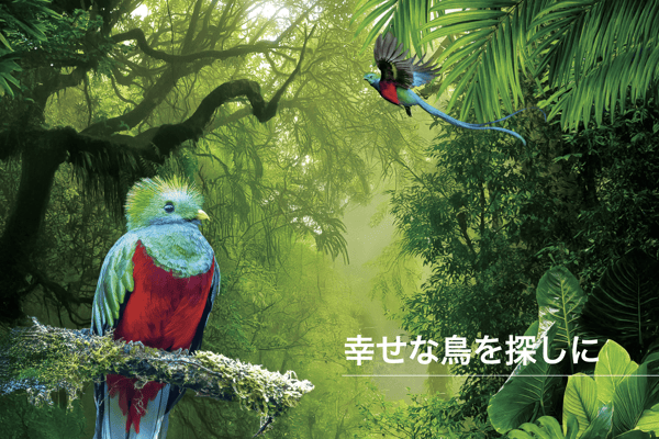 見ると幸せになれる？幻の鳥ケツァールを追いかけて～コスタリカ～