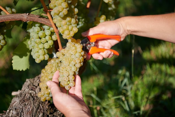 Sauvignon Blanc - Weinbau Cordula Morgenegg-Posch