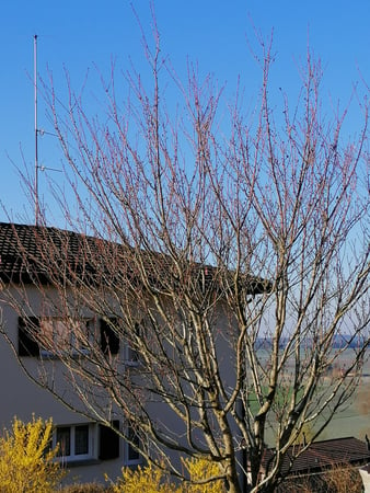 Prunus avant taille à Dombresson