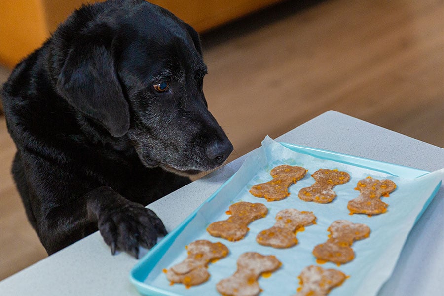 Pet Meds & Supplies Near Me in Sacramento Dog food, Cat Food, Pet