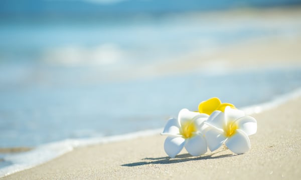 砂浜に落ちているプルメリア