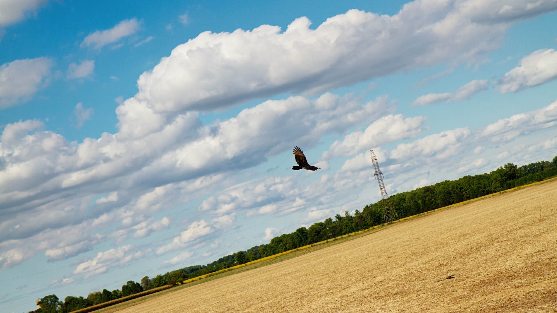Turkey vulture circling over a fall field.