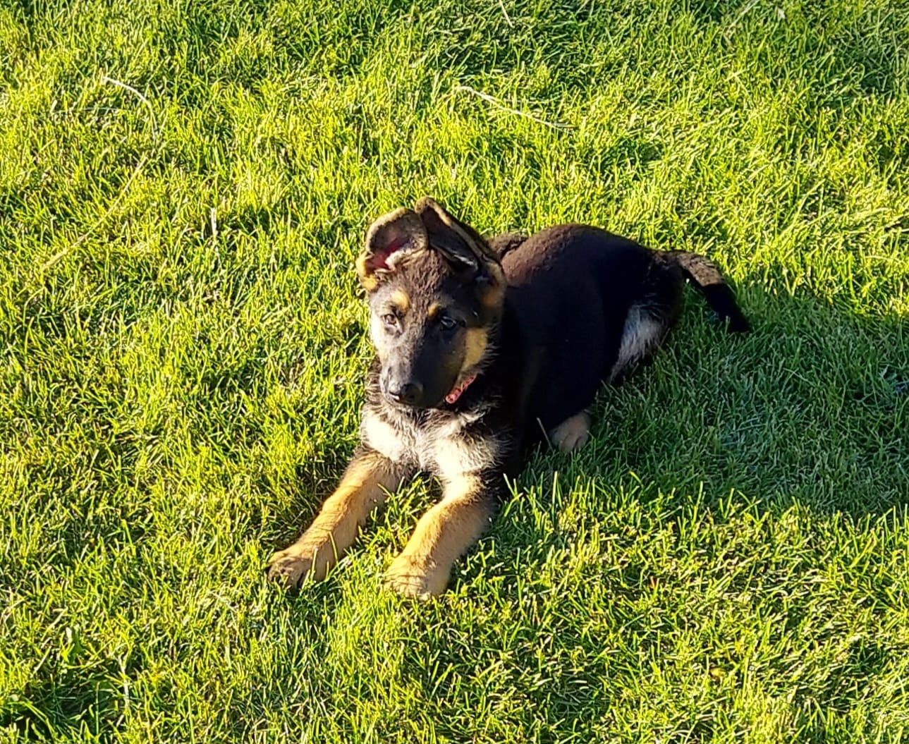 Team mascots- Layla