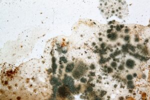 Black Mold Smell