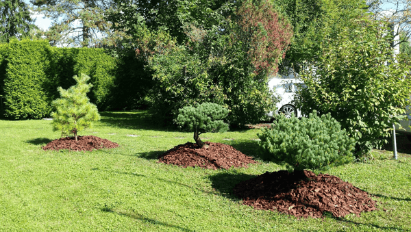 Hügelpflanzung an Firmenstandort