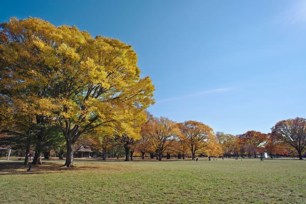 ＜02_代々木公園-中央広場キャプション＞