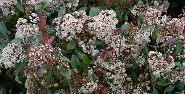 Silver leaf / RHS Gardening