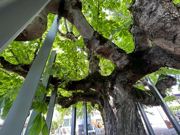 ELLEXA Sàrl, Soins aux arbres à Attalens