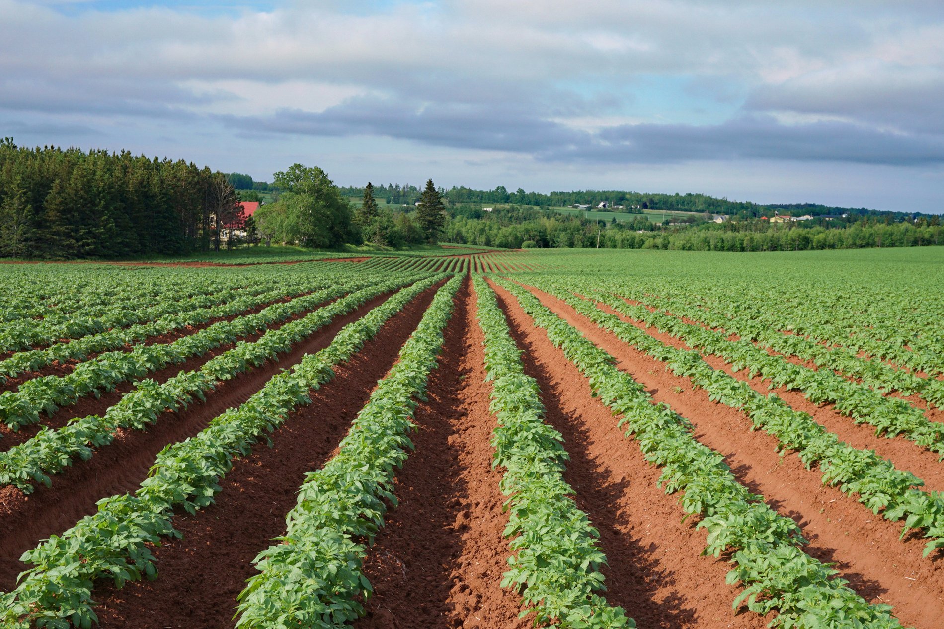 Rows of crops in red dirt.