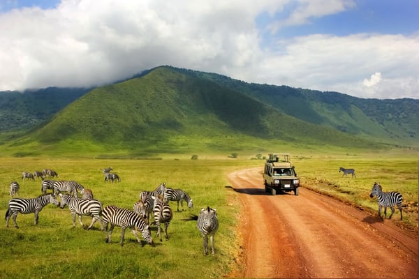 Safari in Ngorongoro Crater National park.