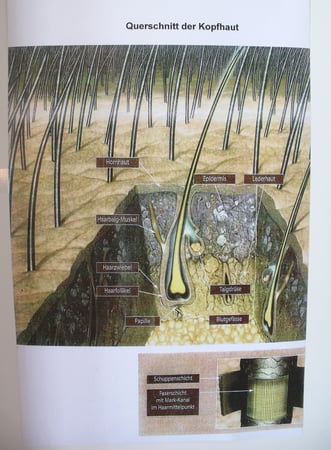 Haar in der Kopfhaut vergrössert